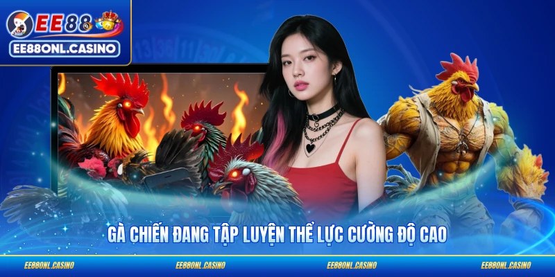 Gà chiến đang tập luyện thể lực cường độ cao