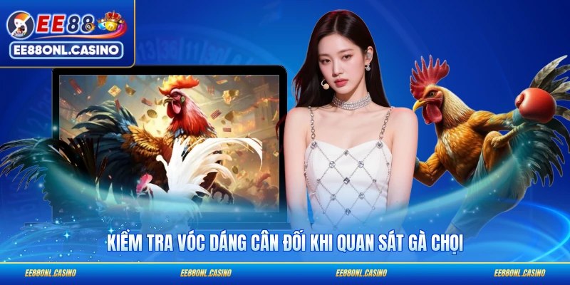 Kiểm tra vóc dáng cân đối khi quan sát gà chọi
